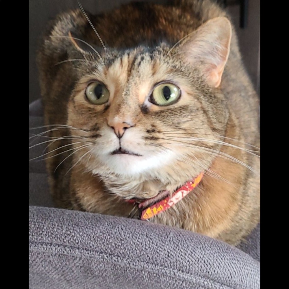 Meet your Posher, Andrea